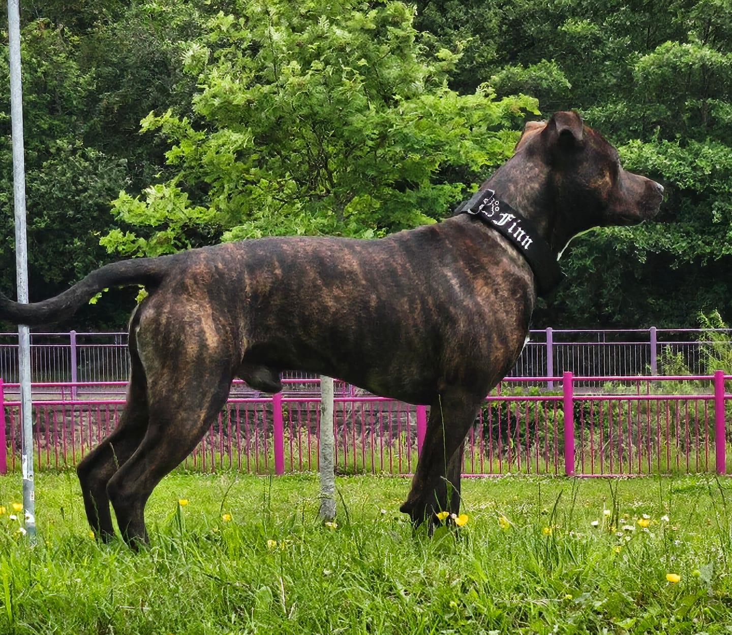 Customer photo review of 4cm Combat® Collar | Handle & Rated Clip - Black