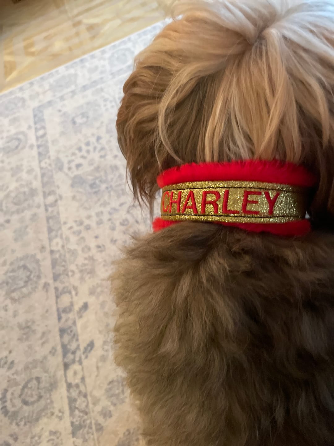 Customer photo review of Custom Collar & Lead Set