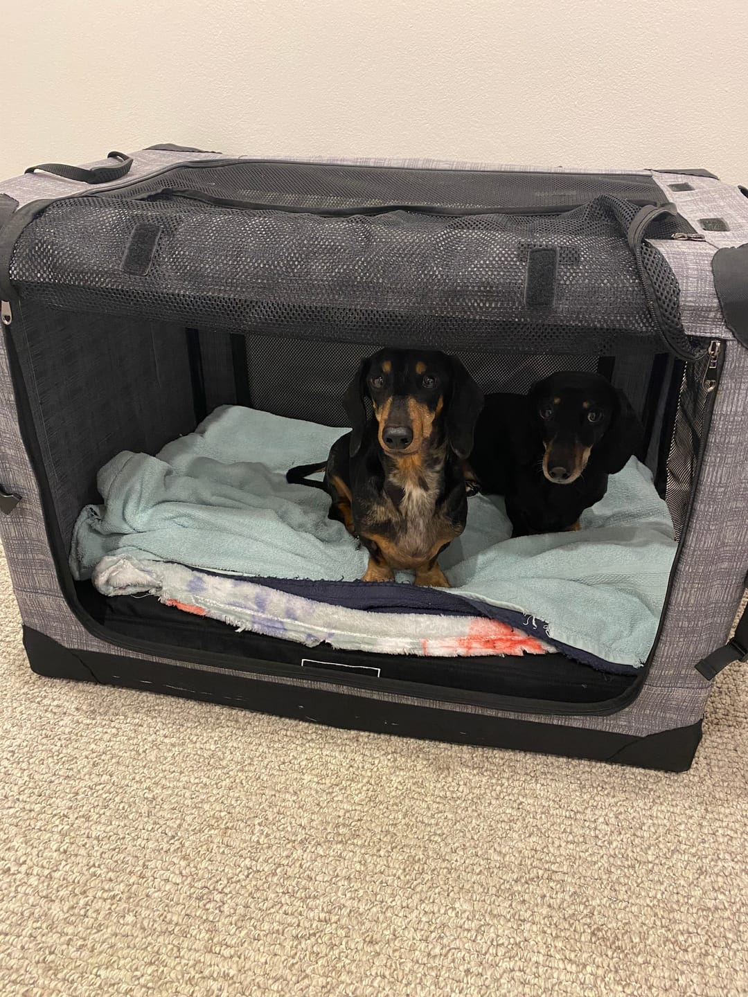 Customer photo review of Kangaroo Dog Crate Mat