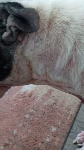 Customer photo review of Allergy & Immune