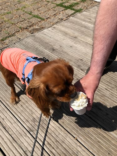 Customer photo review of Sunblock Dog T-Shirts