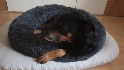 Customer photo review of Puppery Hundebett Wolke 7 - Das Original