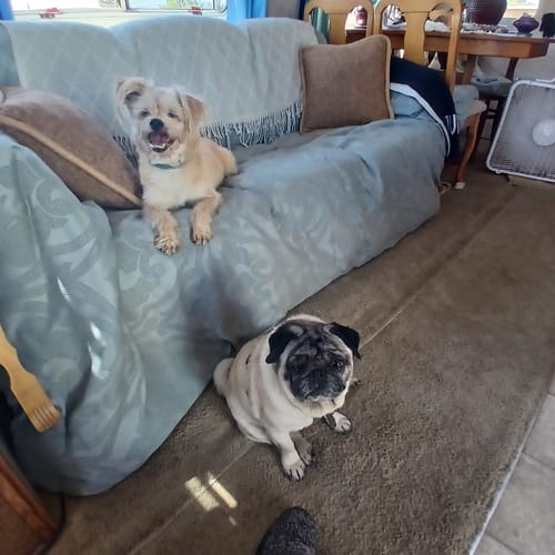 Customer photo review of Probiotic