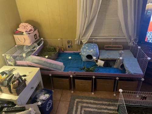 Customer photo review of 6x2 C&C Cage with Loft & Stand