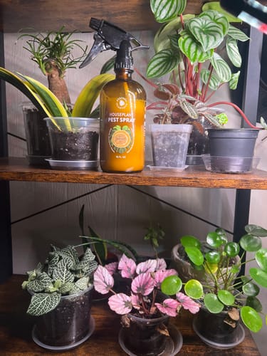 Customer photo review of Houseplant Pest Spray