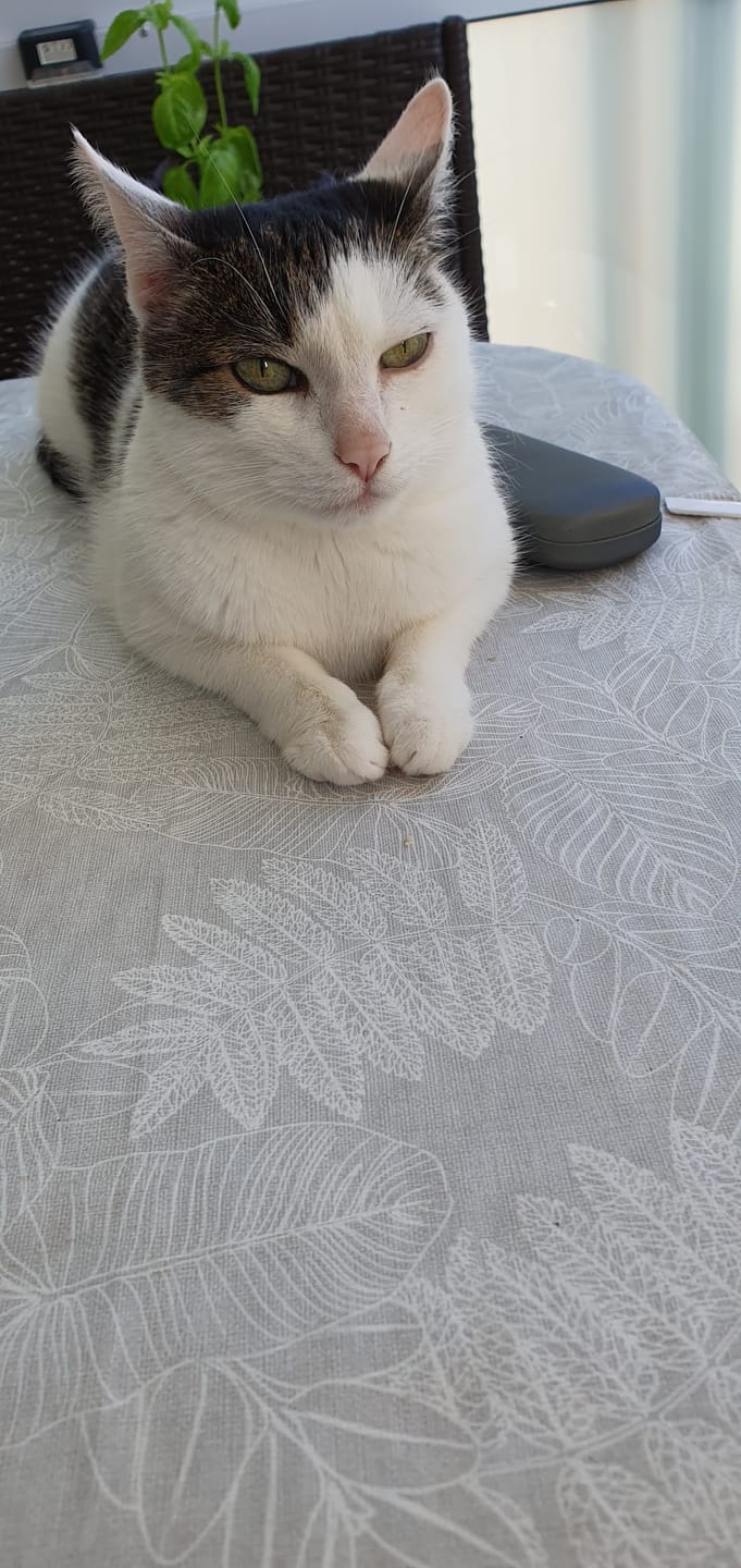 Customer photo review of Katzen Gesundheits Ratgeber von Majescats
