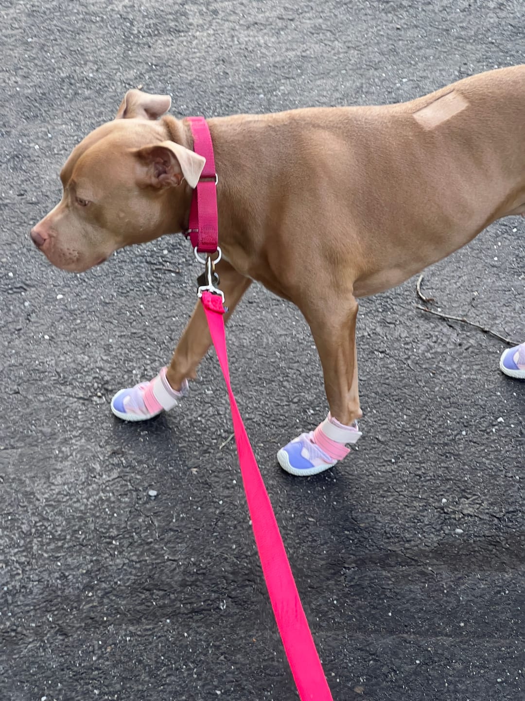 Customer photo review of Hot Pavement Pawtector Dog Shoes