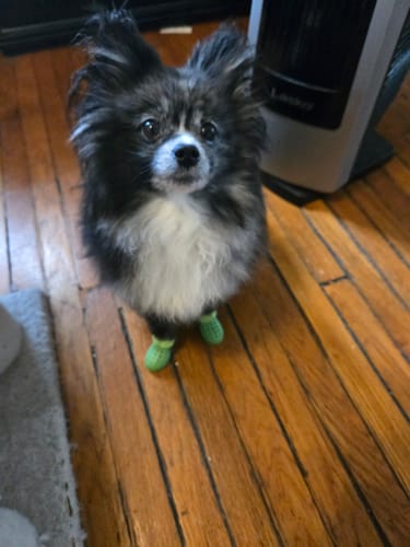 Customer photo review of WagWellies® Neon Green Mojave