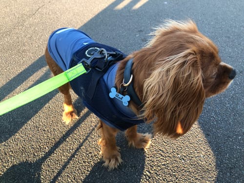 Customer photo review of Sunblock Dog T-Shirts