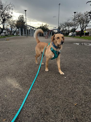 Customer photo review of Correa Larga para Perros - Light | 3 mts | Turquoise