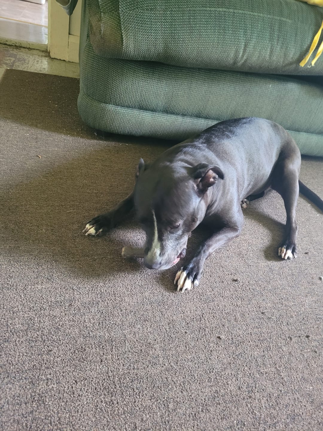 Customer photo review of Earthbones Dental Chews For Dogs