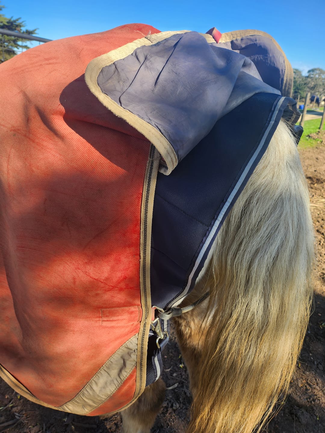 Customer photo review of Horseware Dry Liner