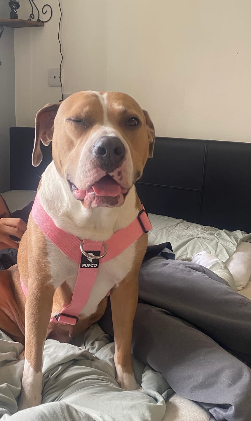 Customer photo review of Ultra Harness - Anti pull - Pink