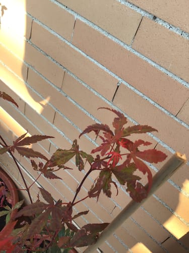 Customer photo review of ANABOLIC CB® (Trasformazione Estrema)