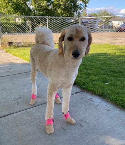 Customer photo review of All Weather Dog Booties - Doccasins - 1 pair