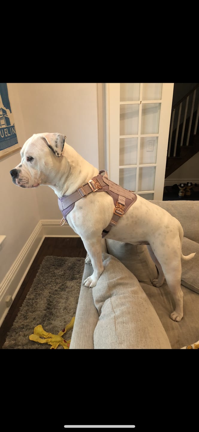 Customer photo review of HNTR 3.0 Dog Harness - Sofia