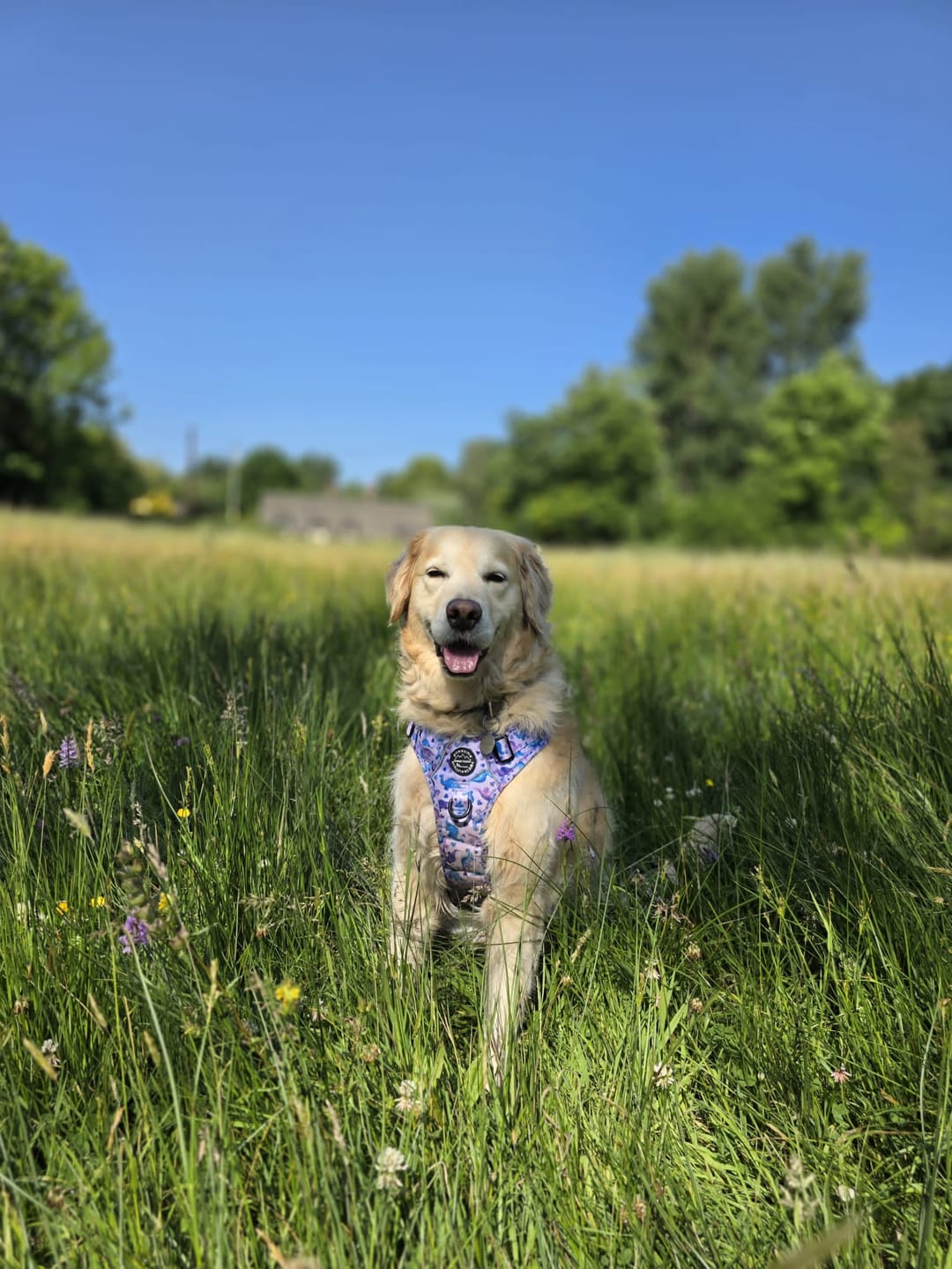 Customer photo review of Lead - Tiny Diny
