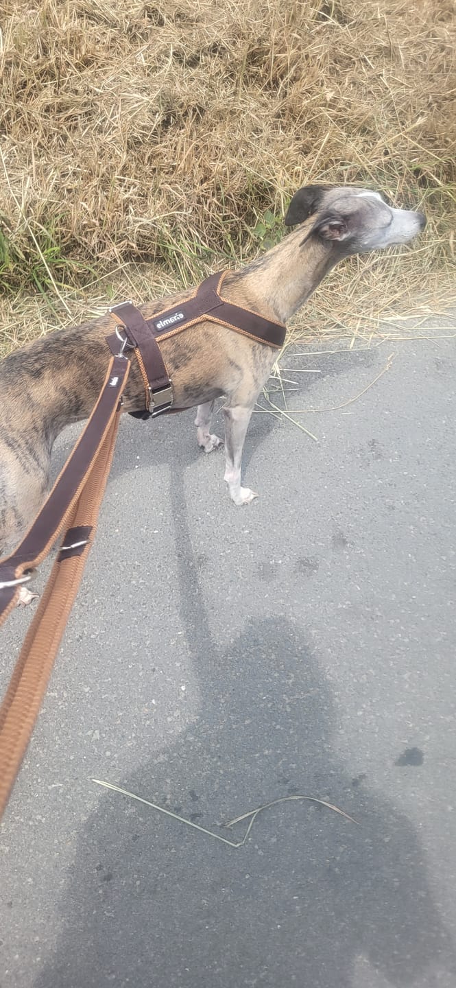 Customer photo review of Windhundgeschirr PRO "Toffee"