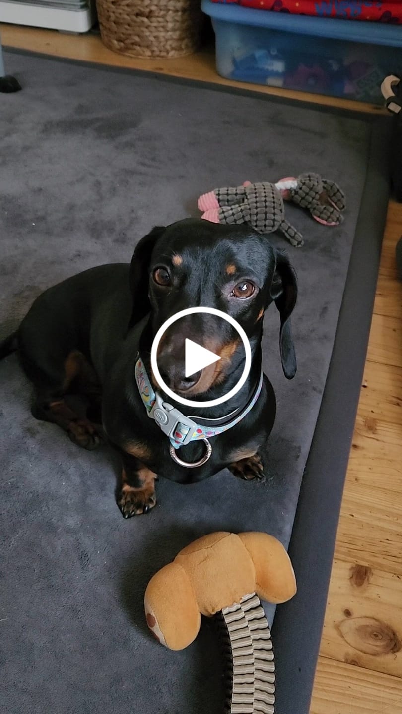 Customer video review of Dog Meal Topper - Turmeric with Probiotics (Vegan)