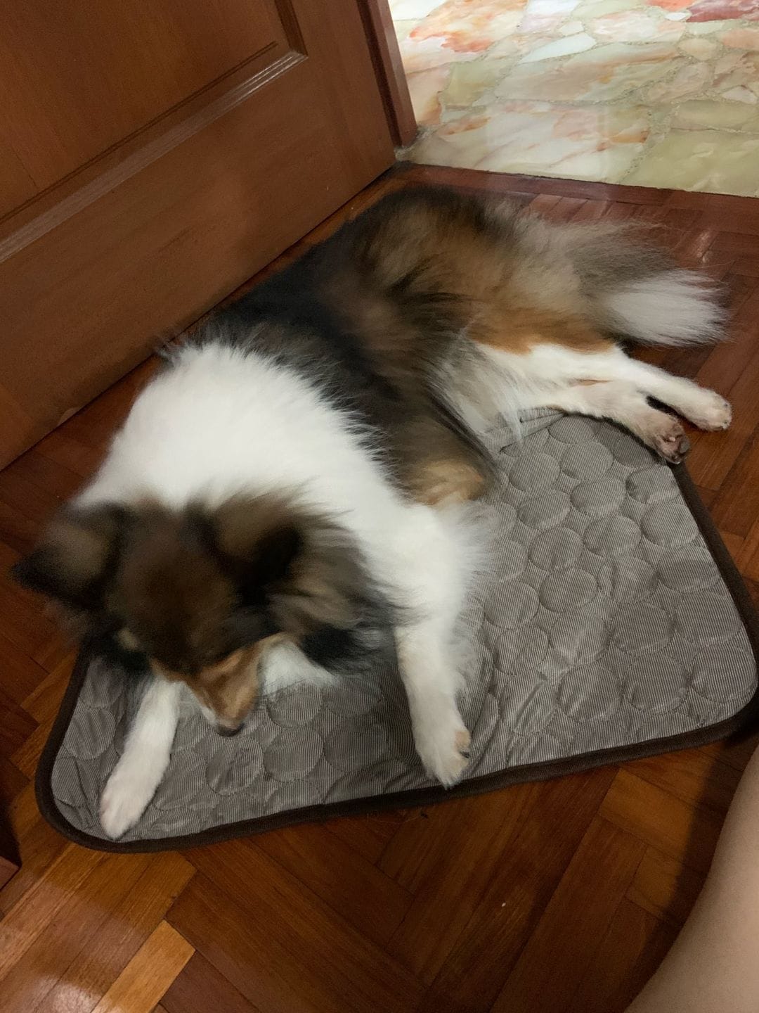 Customer photo review of ❄️ Exklusiv Kylfilt för Hund & Katt – Sval Komfort i Elegant Design