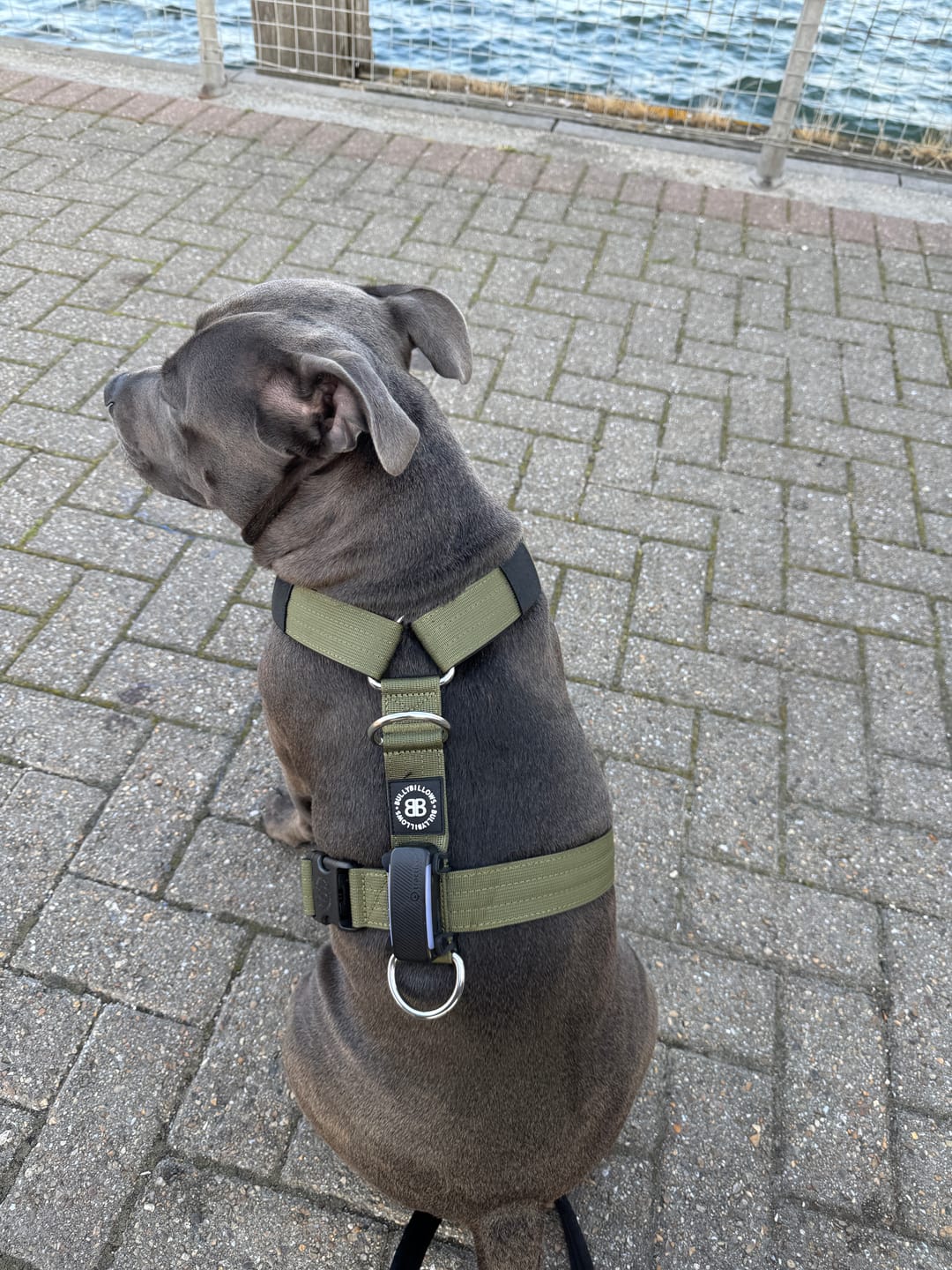 Customer photo review of Training Anti Pull TRI-Harness® | M-XL Breeds - Khaki