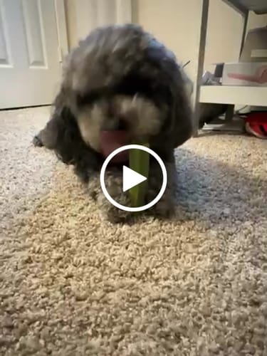 Customer video review of Blueberry Yak Chews