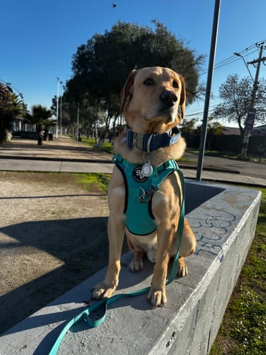 Customer photo review of Arnés Comfort para Perros - Street Dogs - Turquoise