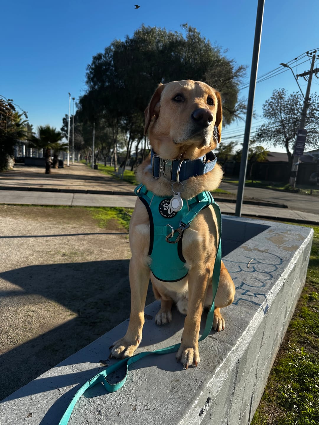 Customer photo review of Arnés Comfort para Perros - Street Dogs - Turquoise