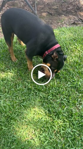 Customer video review of Freezball - Durable Fillable Dog Chew Bone