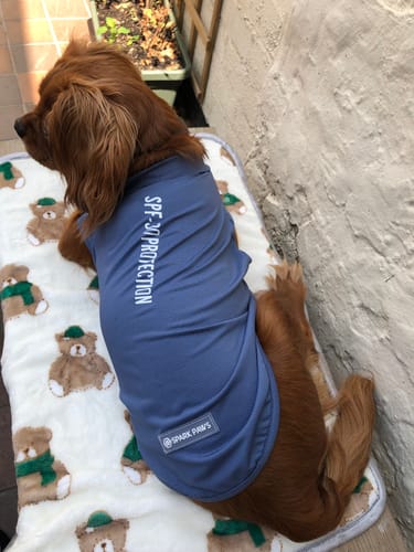 Customer photo review of Sunblock Dog T-Shirts