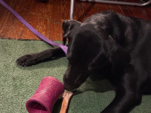 Customer photo review of 12 Inch Thick Bully Stick