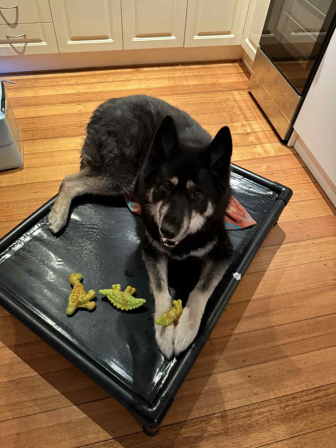 Customer photo review of Triassic TUFF Set