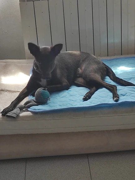 Customer photo review of ❄️ Exklusiv Kylfilt för Hund & Katt – Sval Komfort i Elegant Design