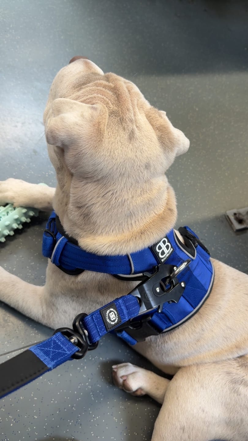 Customer photo review of Comfort Premium Harness | Non Restrictive - Blue