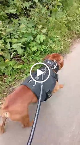 Customer video review of 5cm Pin Buckle Collar | NO Handle - Black