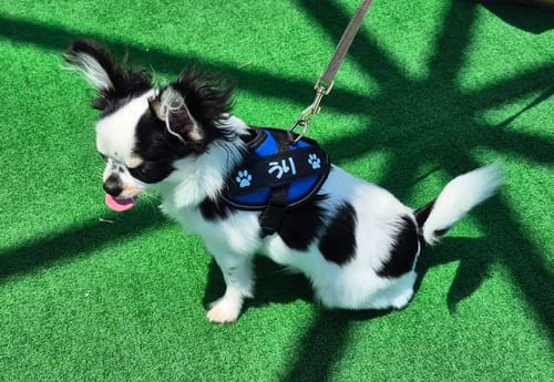 Customer photo review of FunFunPet 高機能ハーネス（お名前タグ作成サービス付き）