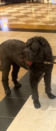 Customer photo review of Leather Dog Booties - Doccasins - 1 pair