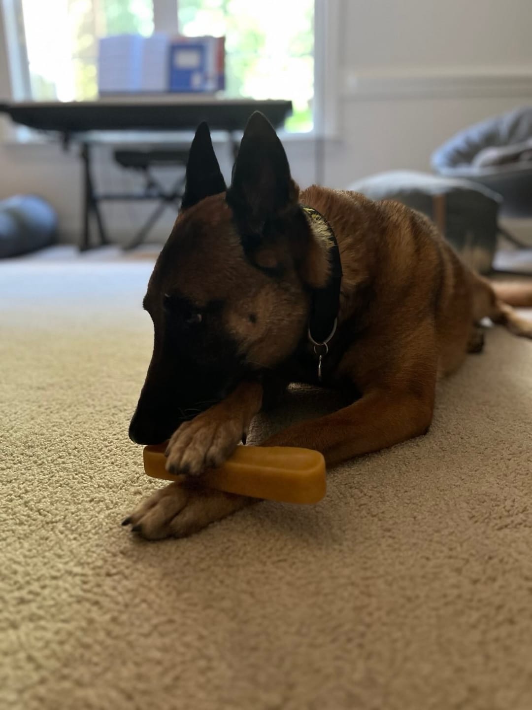 Customer photo review of Himalayan Yak Chew (LARGE)