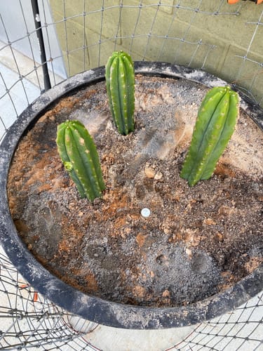 Customer photo review of Trichocereus Pachanoi | Bulk Cutting Packs | San Pedro Cactus Bulk
