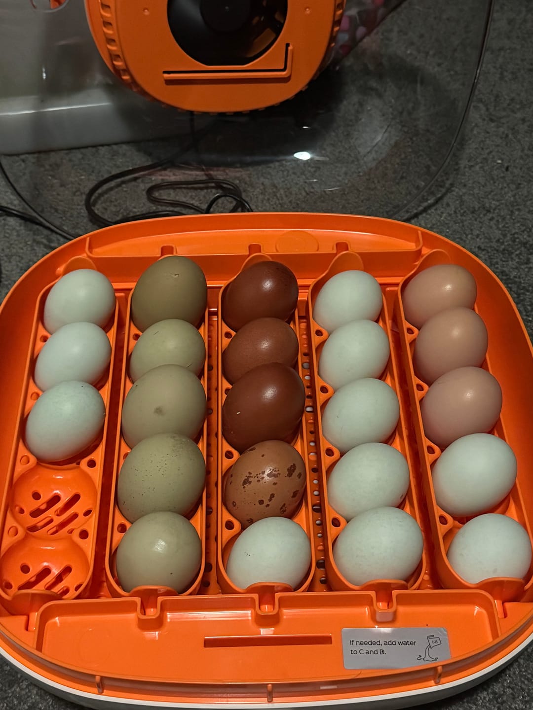 Customer photo review of Egg Incubator -25 Egg Capacity