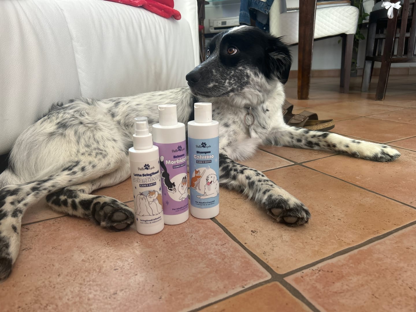Customer photo review of CALMINO, Shampoo lenitivo e delicato per cani e gatti