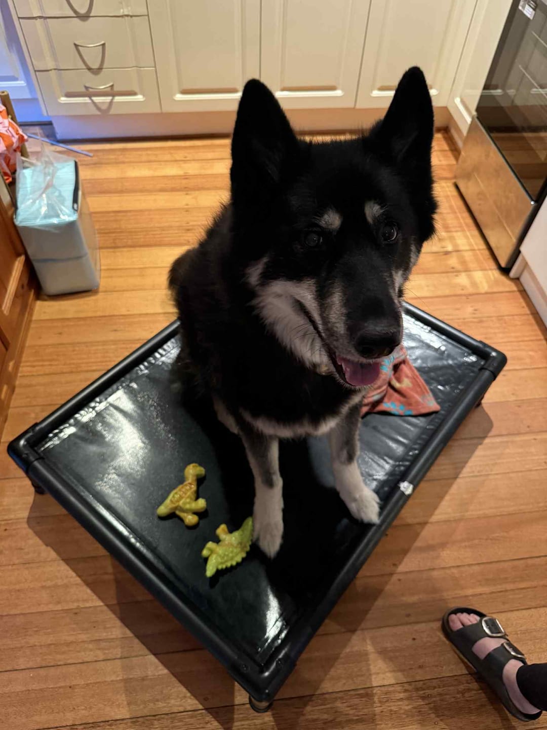 Customer photo review of Reinforced Elevated TuffyBed
