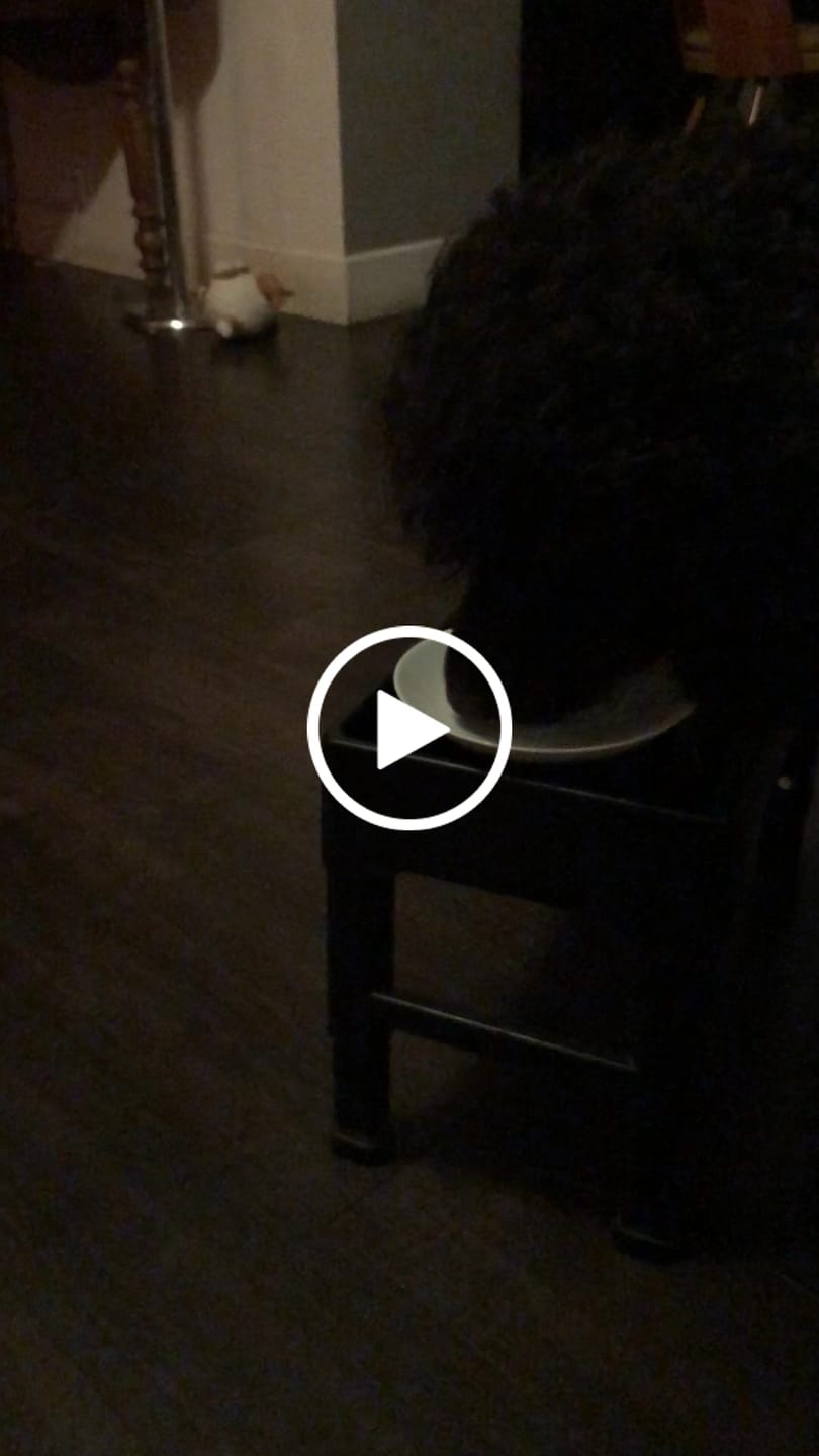 Customer video review of Complément anti-stress  | Chien