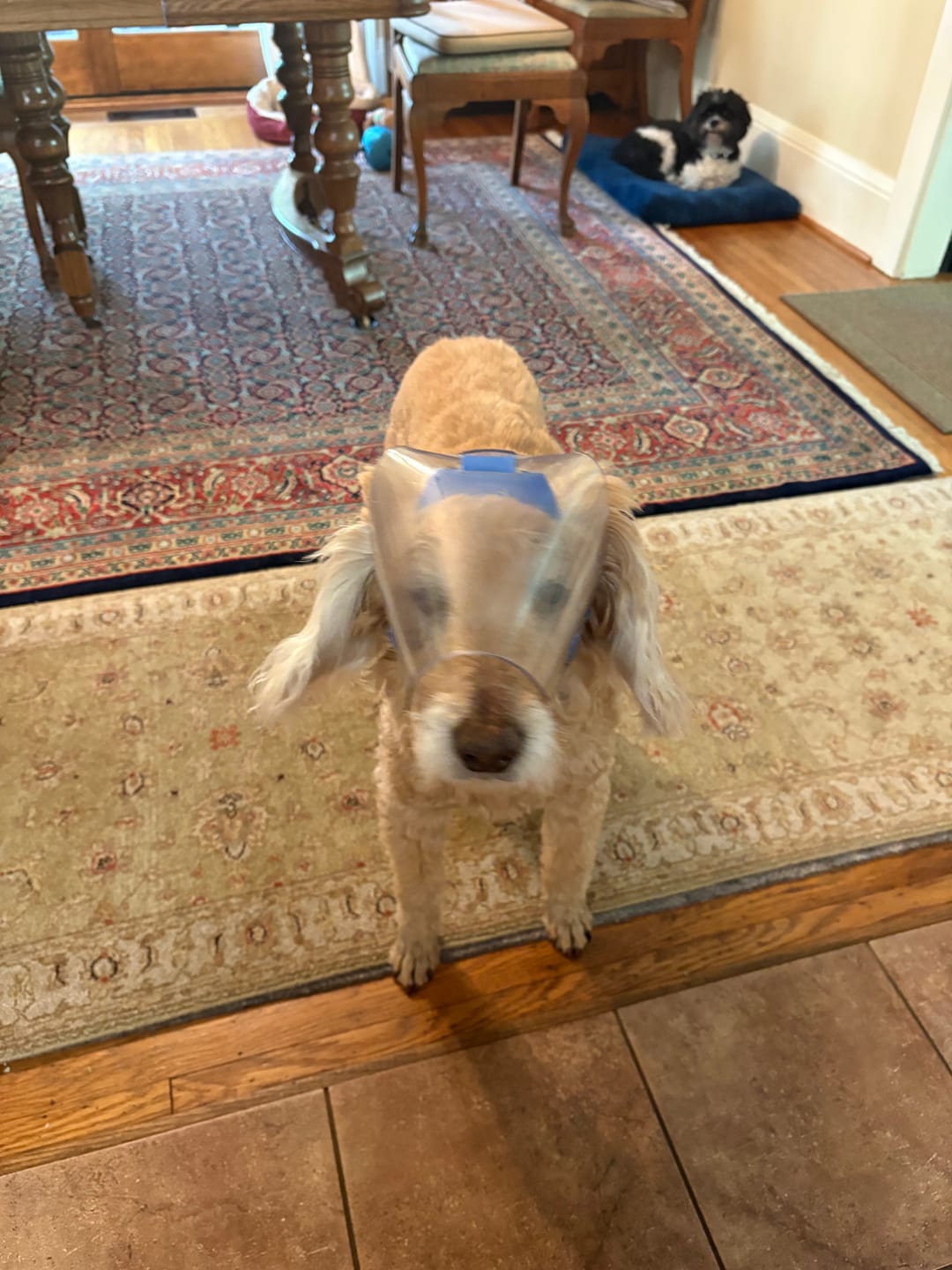 Customer photo review of OptiVizor - Regular Snout - Clear UV Tint