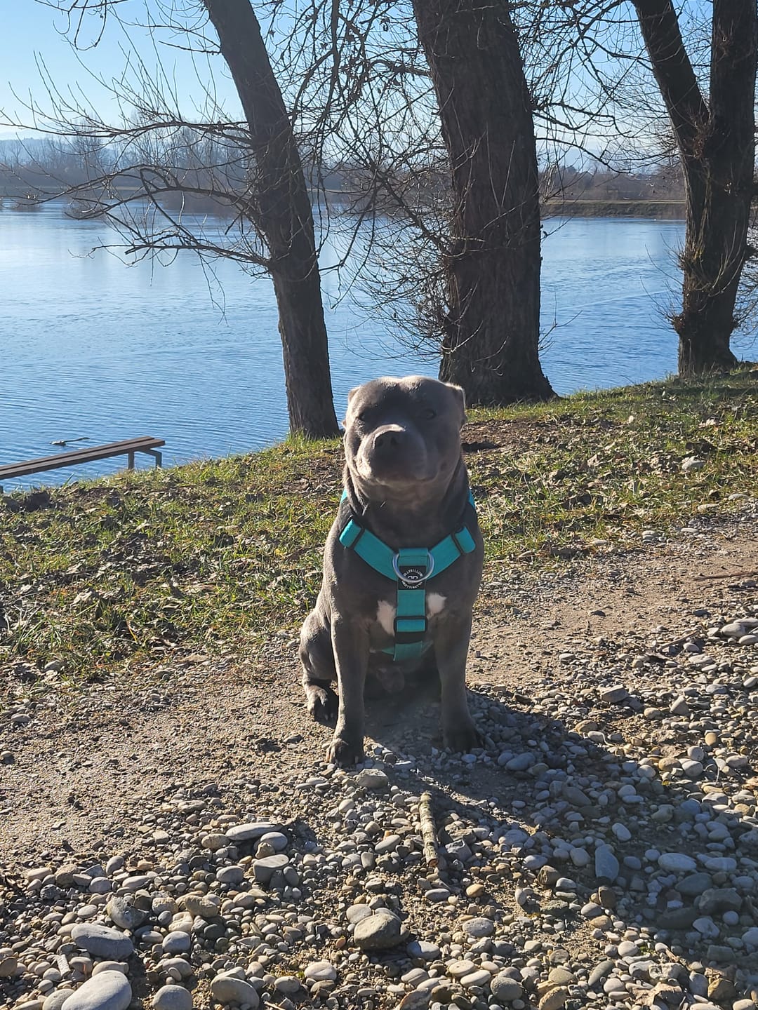 Customer photo review of Training Anti Pull TRI-Harness® | M-XL Breeds - Turquoise