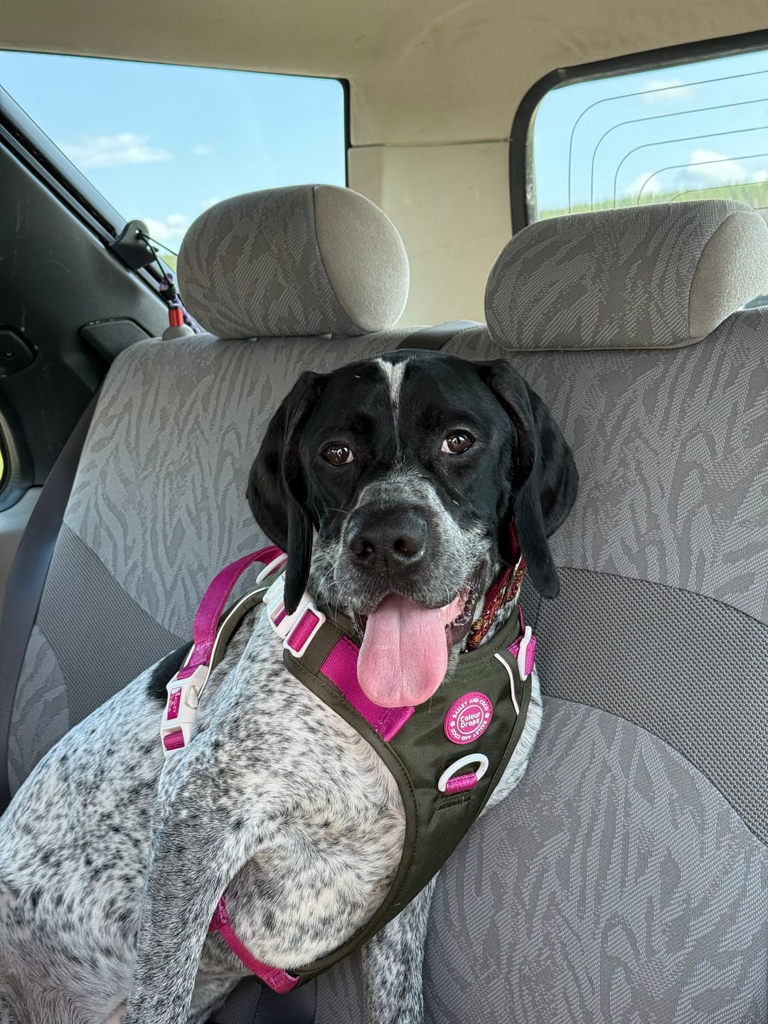 Customer photo review of Trail & Glow Dog Harness - COLOUR DROPS® - Olive it Hot