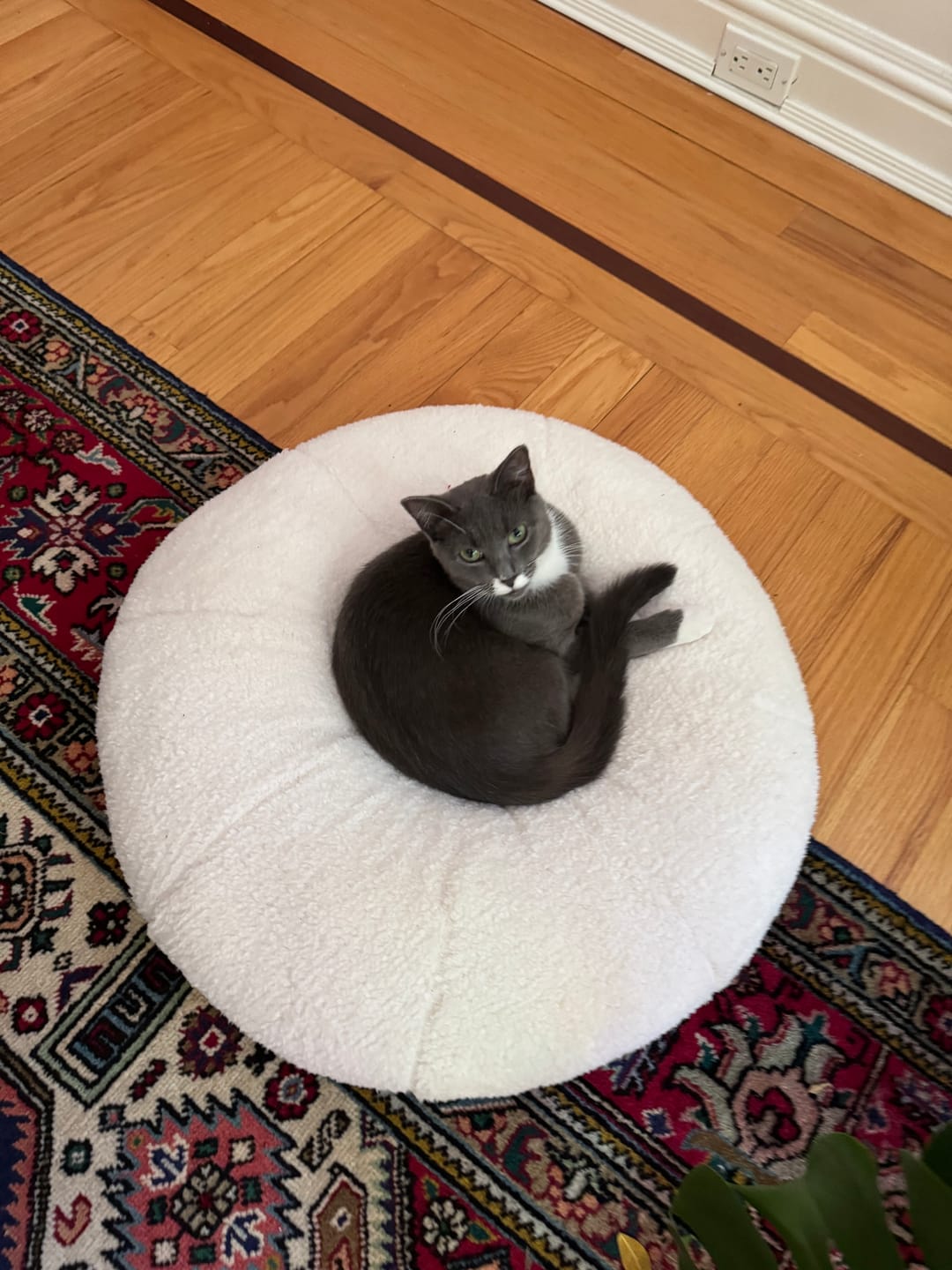 Customer photo review of Marshmallow Pudding Bed