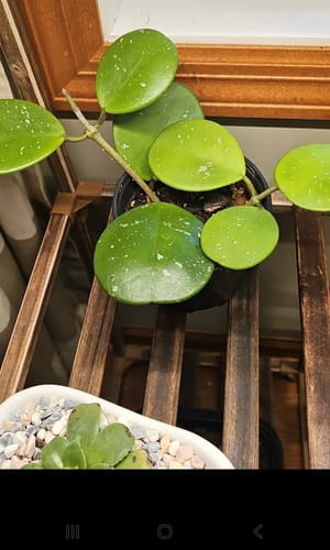 Customer photo review of Houseplant Pest Spray