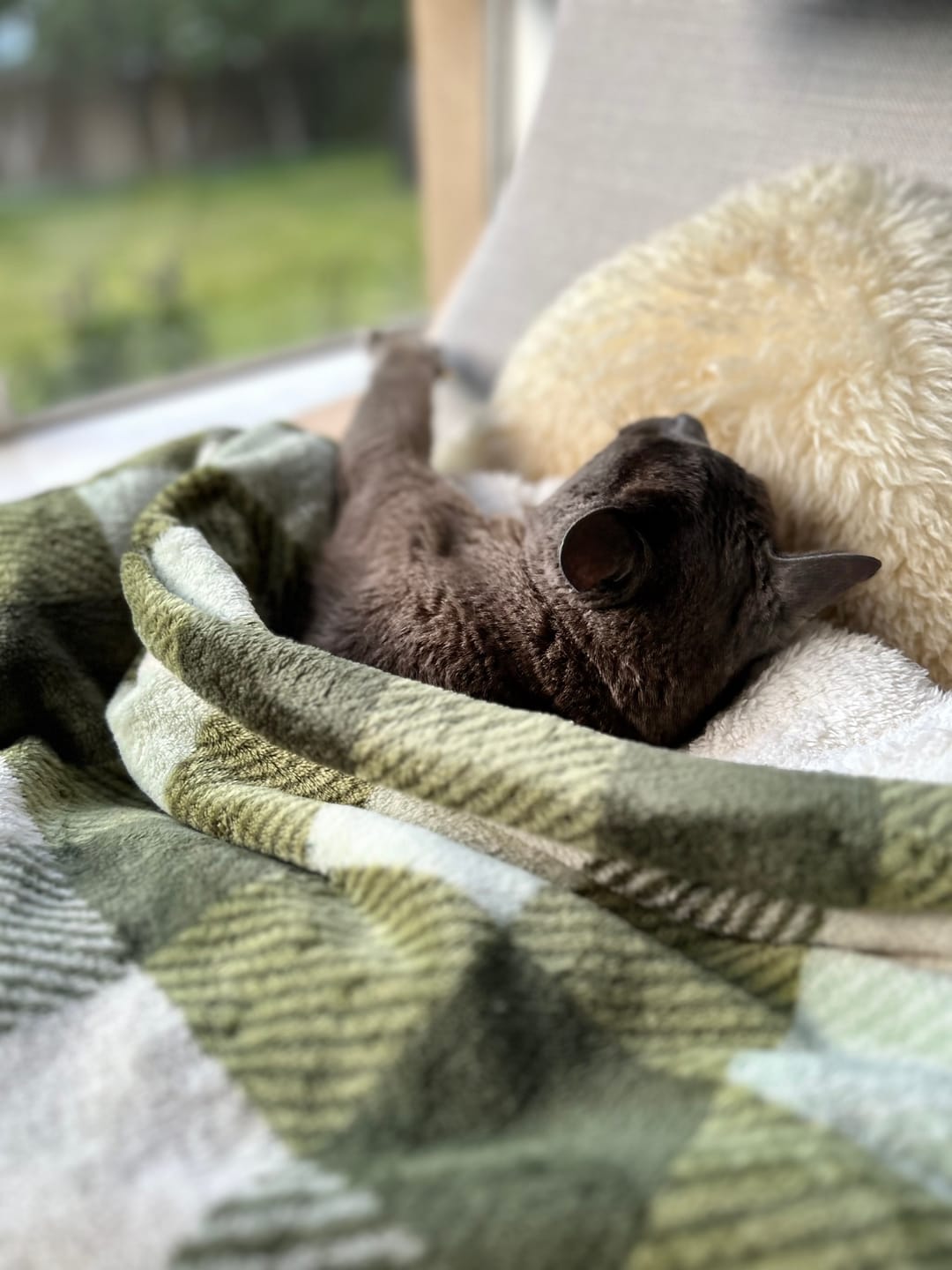 Customer photo review of PaWz Electric Pet Heater Bed Thermal Protection