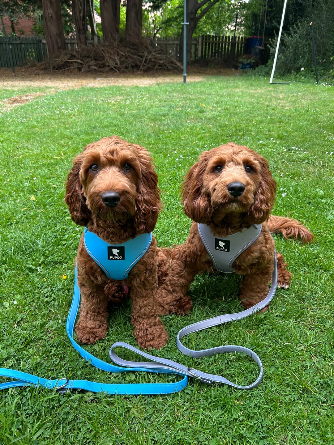 Customer photo review of Air-Lite Harness - Sky blue